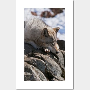 Timber Wolf Posters and Art